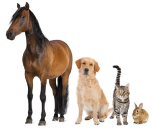 Animais