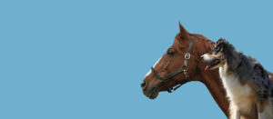 Cavalo e cachorro
