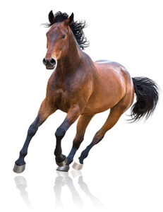 Cavalo