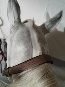 Cavalo