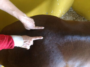 Cavalo